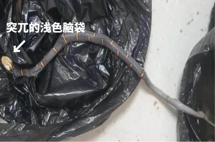 罕见白头蝰现身！秋冬蛇咬更凶险？医生教你保命技巧